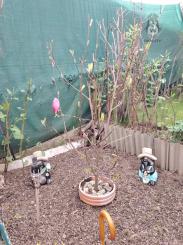 Záhradka s chatkou na sídl. Mier, Sp. Nová Ves