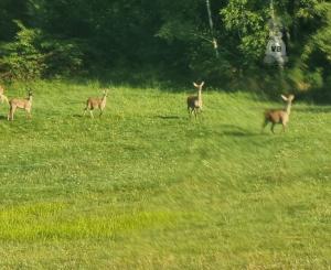Pozemok časť Zahájnica, obec Nálepkovo