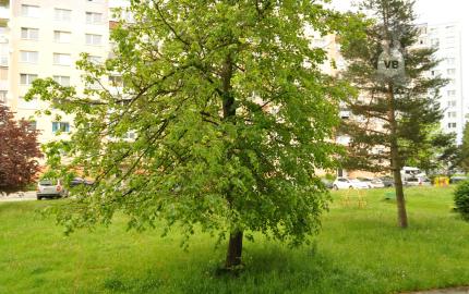 Byt 1+1 sídl. Mier, Sp. Nová Ves