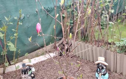 Záhradka s chatkou na sídl. Mier, Sp. Nová Ves