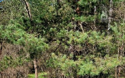 Pozemok pri potoku v časti Zahájnica, Nálepkovo