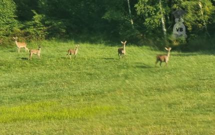 Pozemok časť Zahájnica, obec Nálepkovo