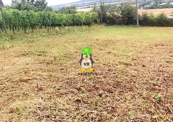 Slnečný rekreačný  pozemok , 650 m2, Vinné