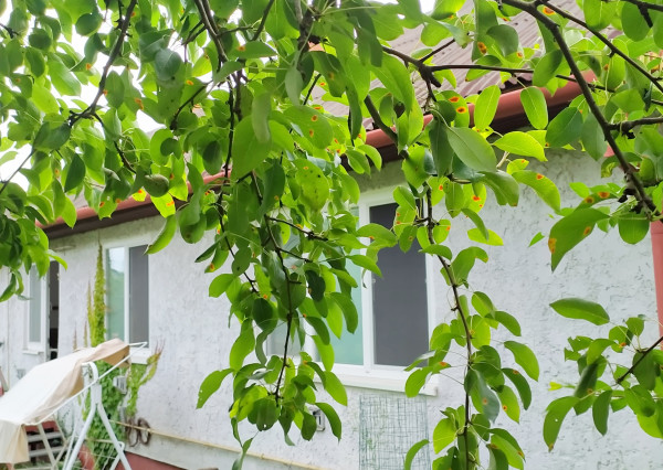 Rodinný dom s rozľahlým pozemkom, Humenné