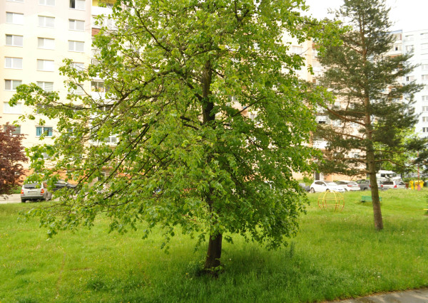 Byt 1+1 sídl. Mier, Sp. Nová Ves