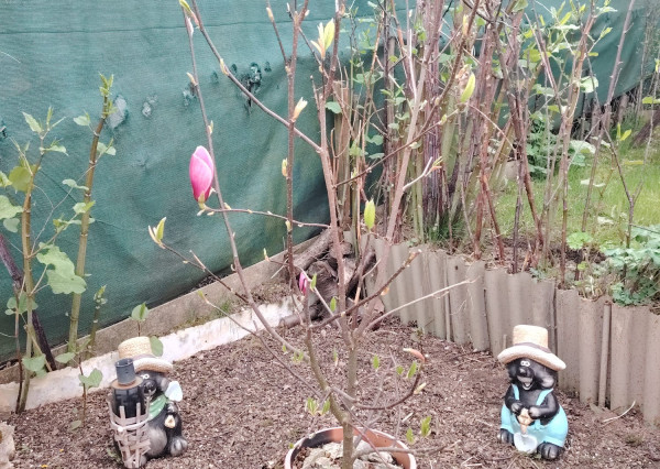 Záhradka s chatkou na sídl. Mier, Sp. Nová Ves