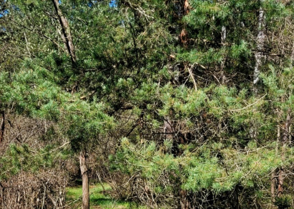 Pozemok pri potoku v časti Zahájnica, Nálepkovo