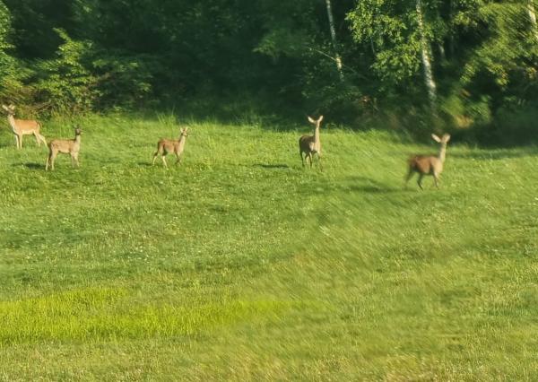 Pozemok časť Zahájnica, obec Nálepkovo